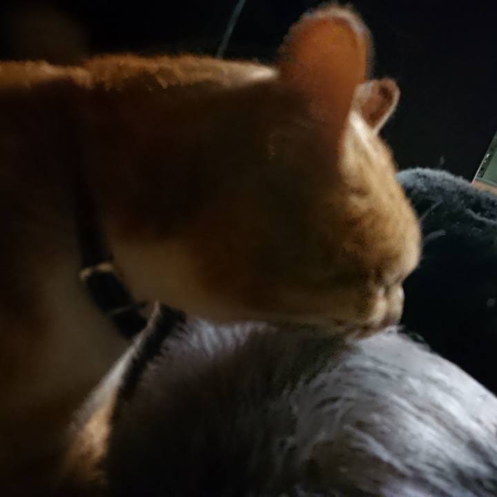 52c4a710 66f2 405d adc1 3013fb443e54 1605089790583