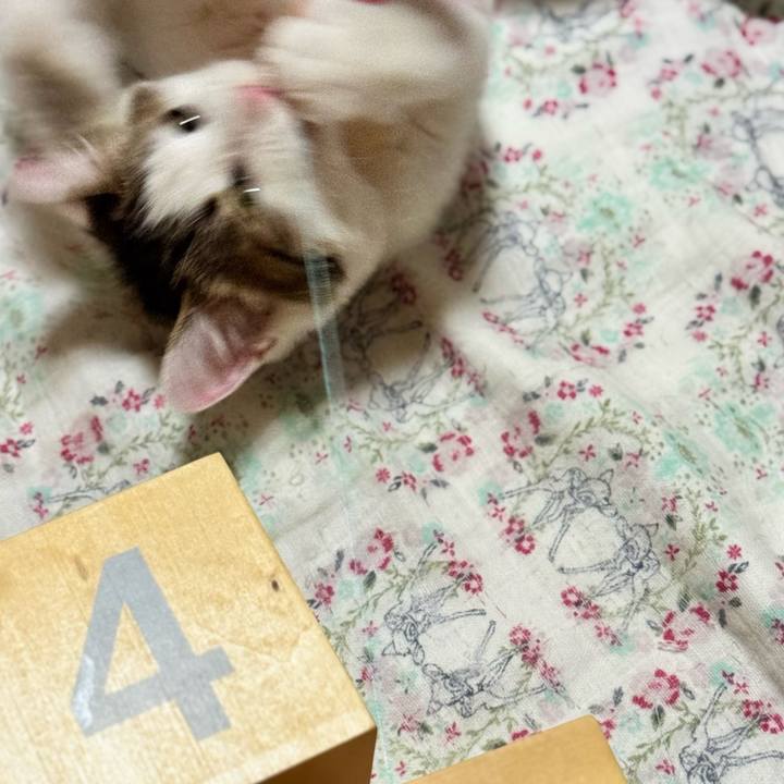 52c4ca4f 63a6 4b57 b591 4da9dffbb157 1761141459905