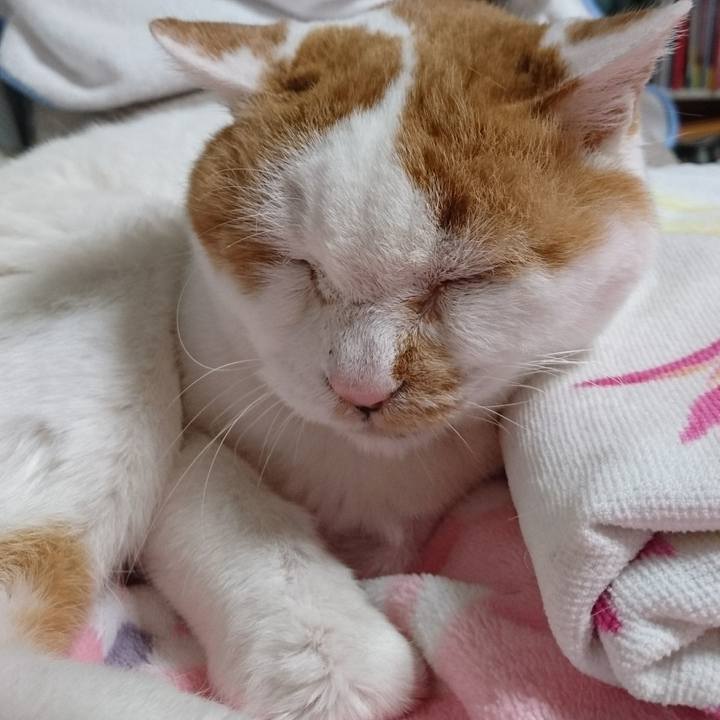 52c56bc0 4796 4d4c a295 6015a1642bc4 1546160842842