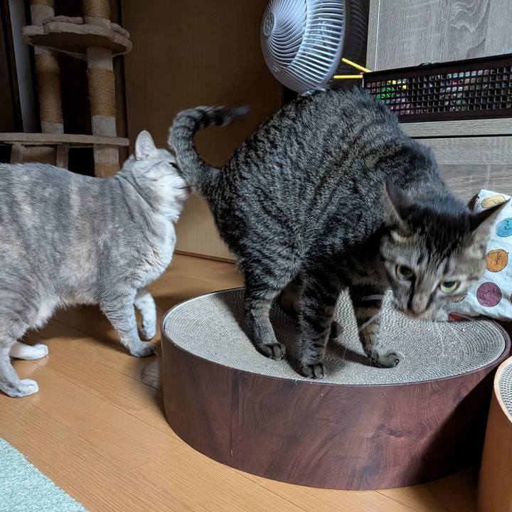 52c574a4 a519 4f17 ade5 5e61f53a8916 1774694656433