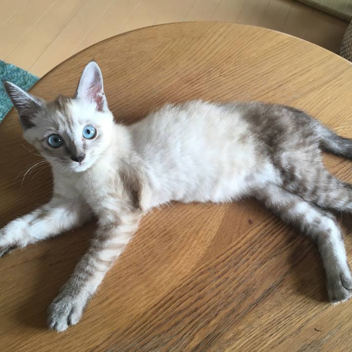 52c639b3 4878 4e2b 95fe 93cc40fd22c3 1532410320422