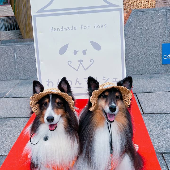 52c7148a c6c4 4741 bf46 ed84b637b44f 1696179296767