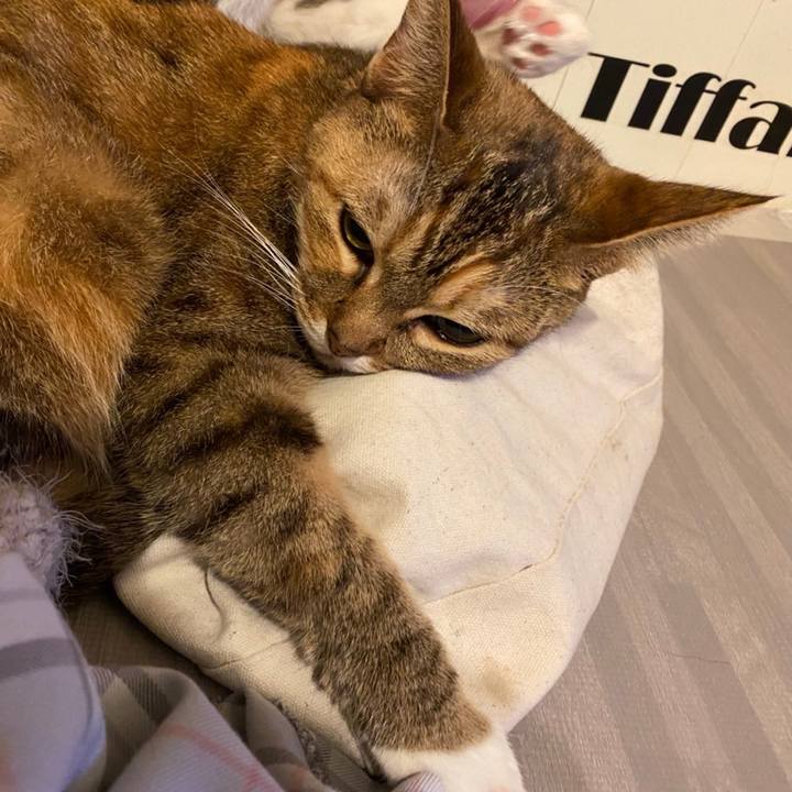 52c74d79 8788 47f7 b6ce b39aeb7962cf 1606414378230