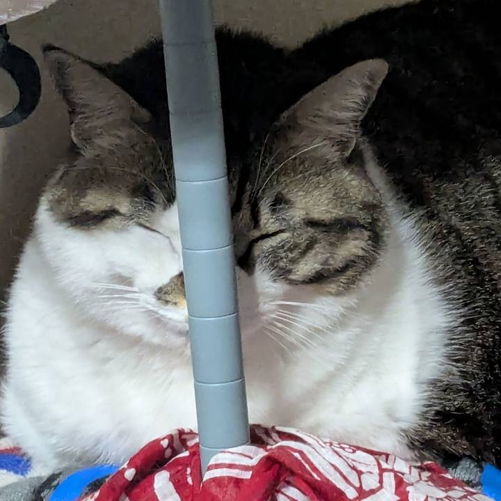 52c7afe4 1402 49f1 851a f6e8cbac7e9c 1769160703960