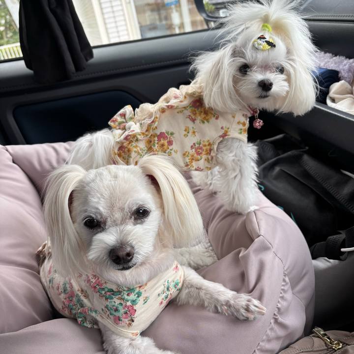 52c7c2f7 f158 4cb0 9b08 34778765e12a 1761278703323