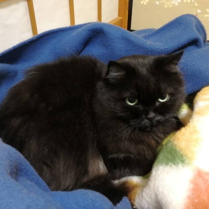 52c8a779 32c9 40a5 ba5f 967df2373fef 1544622595854