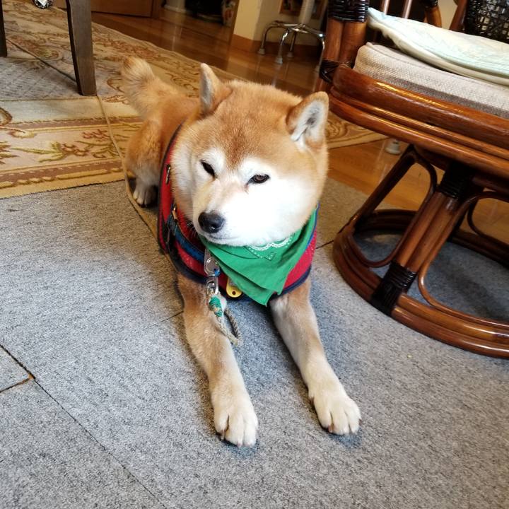 52cc052a 4b2f 420e bcfb e906b46e8917 1554155655280