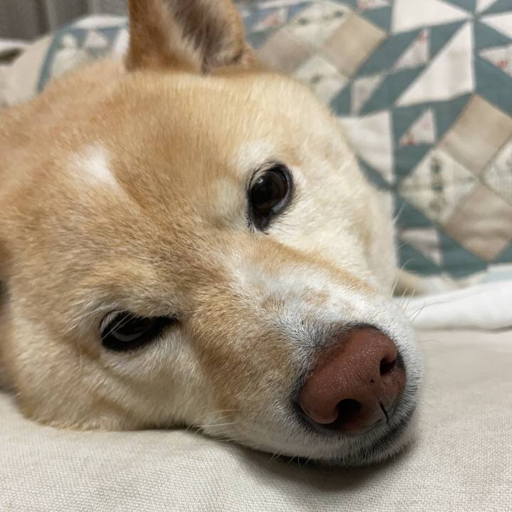 52cc52e8 fb29 4c0f 83f3 e36197952bcb 1747229103157