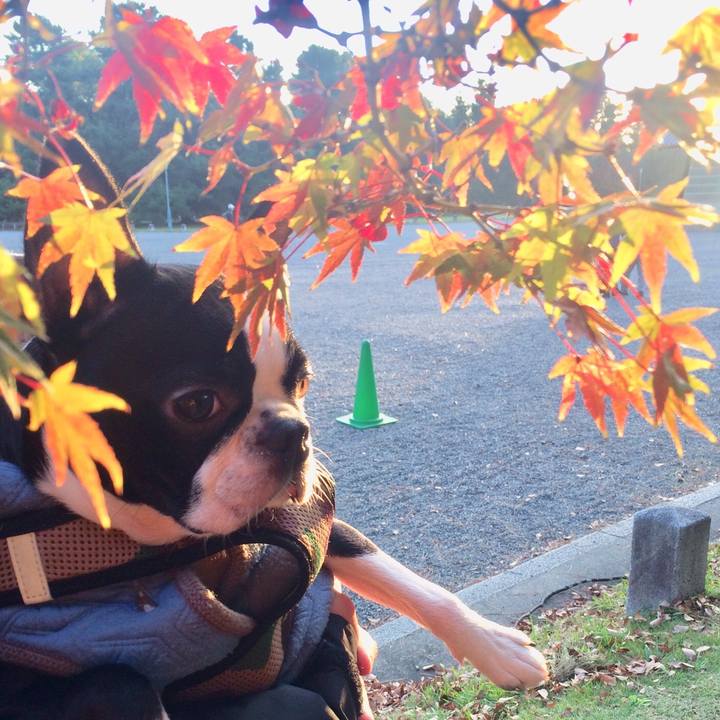 52cc5322 6b82 41bf 9f95 7313ab71ef52 1510562320650