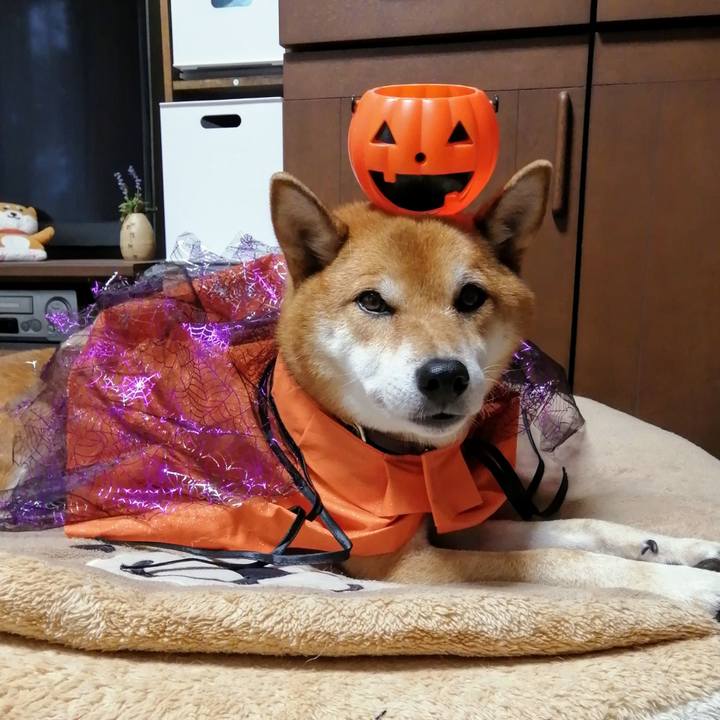 52cc9a86 2c05 4723 9c00 067c629490c0 1602141342931