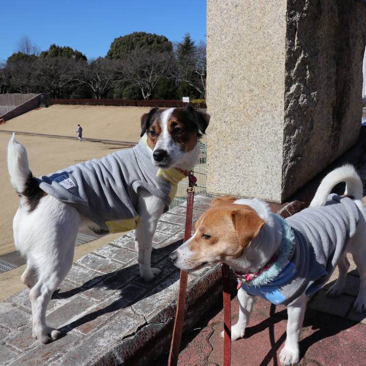 52ccc9a6 f777 4ca1 973c f29ad66a1e2e 1517977314021