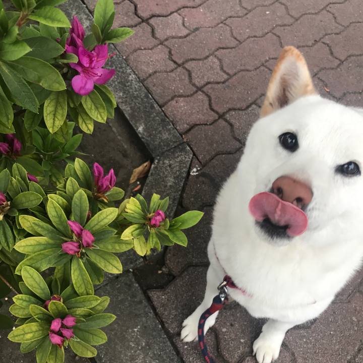 52ce9e34 0d9f 41de 8ce1 8ad8a57f64c3 1522886116759