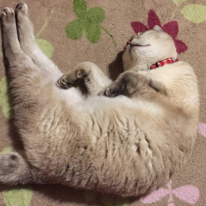 52cf1b17 66fa 4275 ba48 b98fa9bb720f 1526384747594