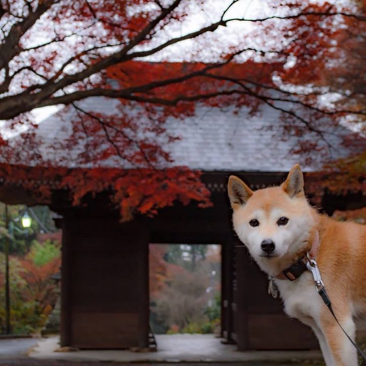 52cf535e dd5d 43d4 997c c3b4cfac8309 1513472003066