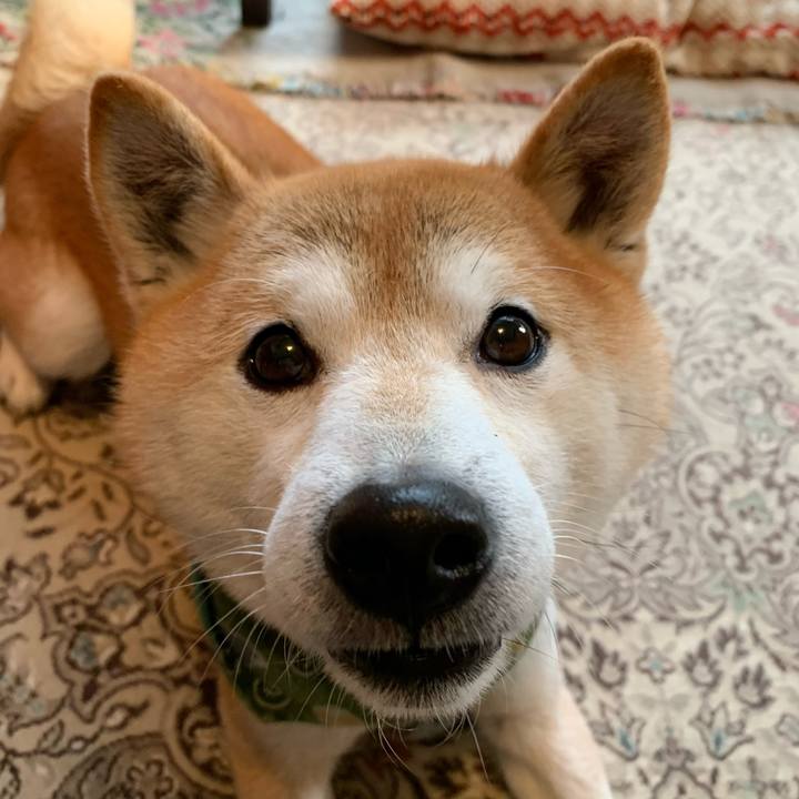 52cf91f9 540a 4729 b2bf cd5eeab59a38 1613644357695