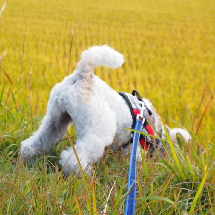 52d1ce9f 13ff 432f a692 62af6c87f1b9 1541214696067