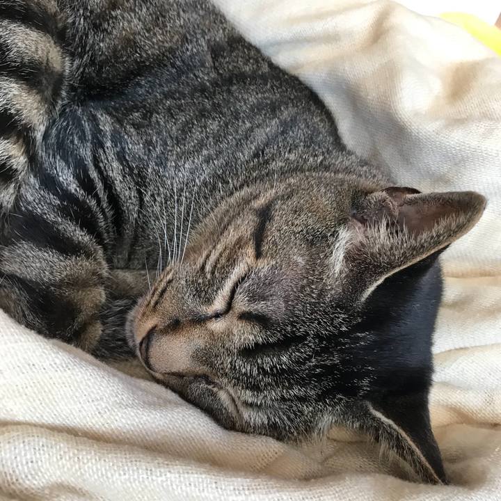 52d427c9 16c4 4233 8919 75d135b710a5 1531618654477