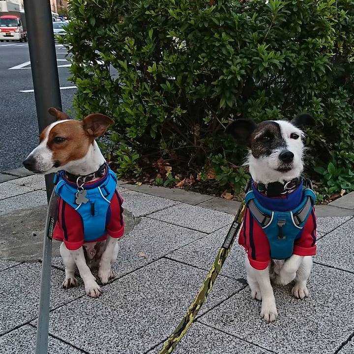 52d52cfe 7661 4496 9a7d 7b12fee200cb 1543182986420