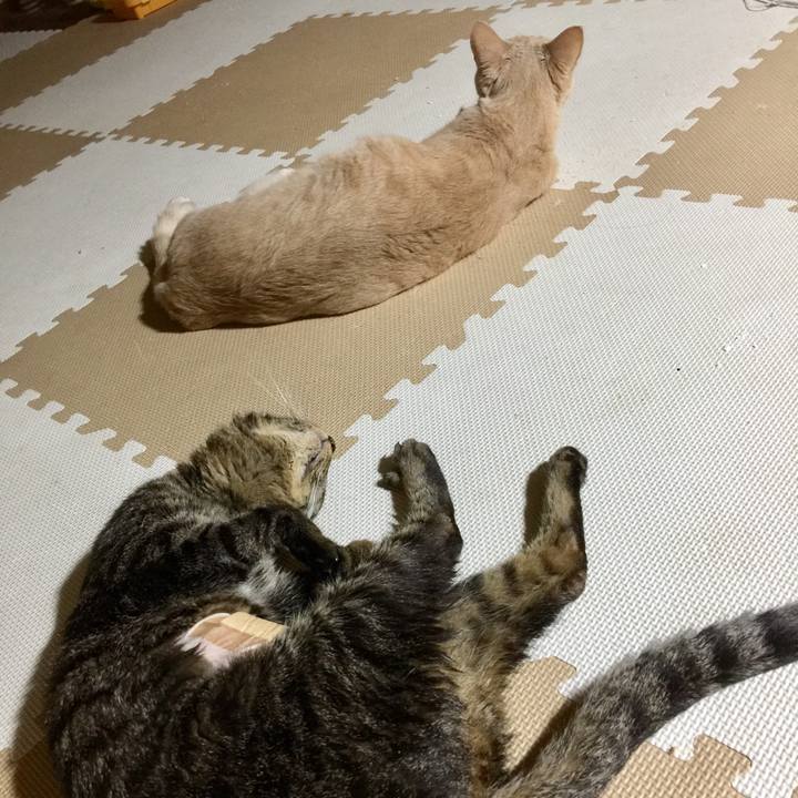 52d699f4 d200 4a33 8d40 e74fdcbd0aa0 1533668977644