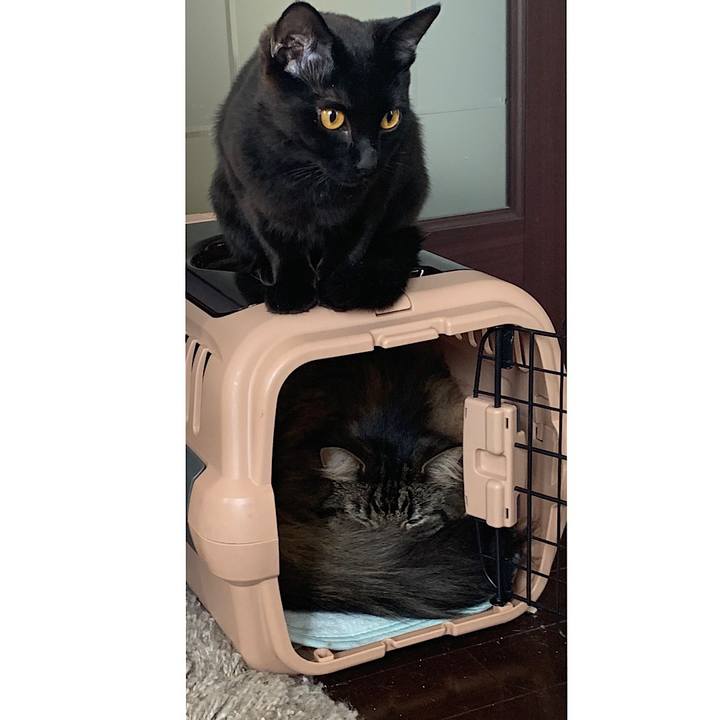 52d6e1f2 e0f2 4cb8 bf7a 750dbc01445e 1554129499701