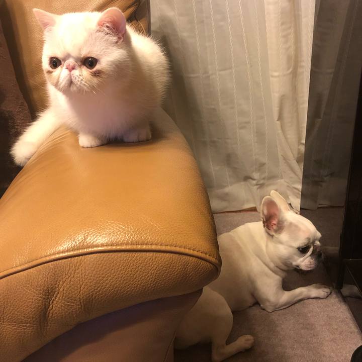 52d862f7 25f5 4d0d 820e cded8714956f 1555418697171