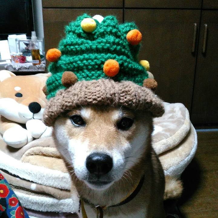 52d87d7b d377 4694 842a 1d32f28e1081 1512389432658