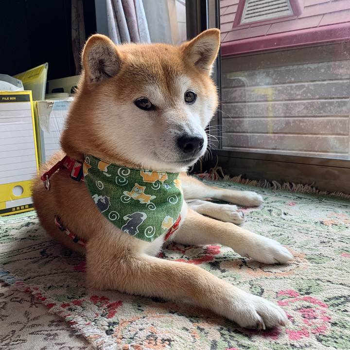 52da3d18 b3e9 4b27 b037 32dbee2a9eee 1586942247539