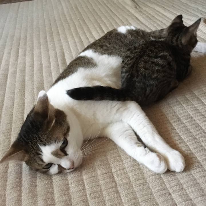 52dc8136 b9ac 4de8 9872 1380f9a5d2ac 1533212233278