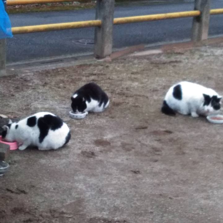 52de3f3c c71a 48ca a4a2 19e1edffc339 1582707394230