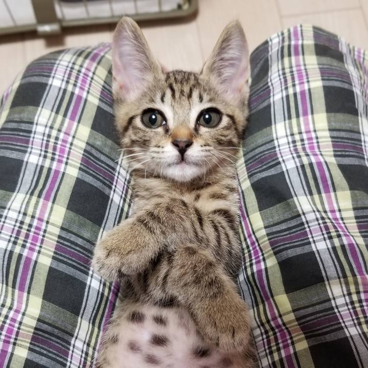 52df4ccb 6490 4c9e 81a2 a79a2eb9daed 1535210484815