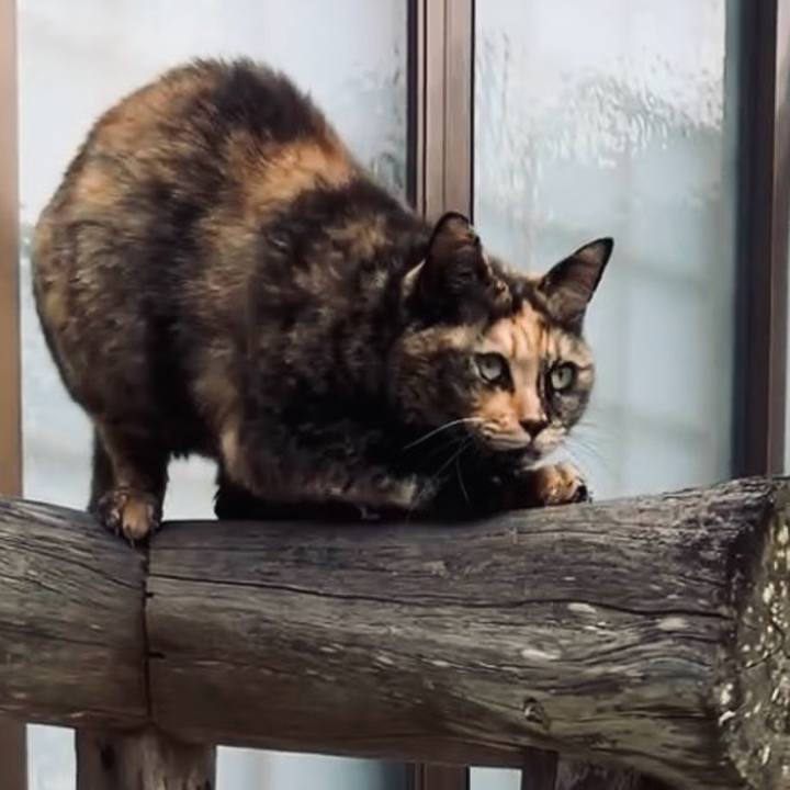 52e03379 1a89 4a78 acbd e70e3144ad5f 1735559559282