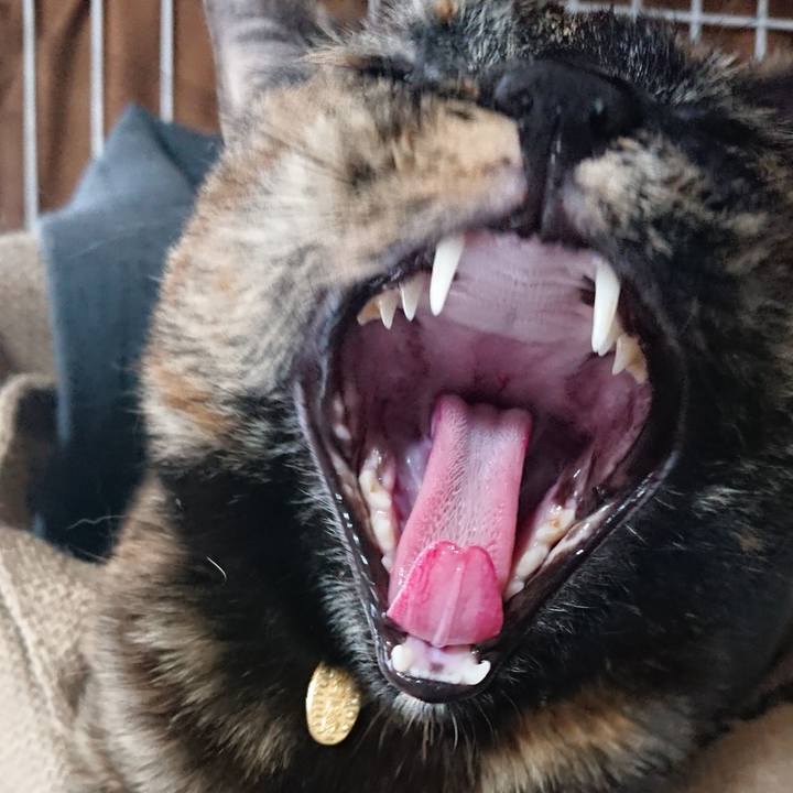 52e04393 eebb 45d9 b47c a2a11f4cc3e3 1523781261677