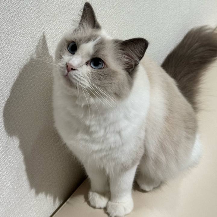 52e11ce2 8754 415c a327 e2bf39b8357a 1728168687106