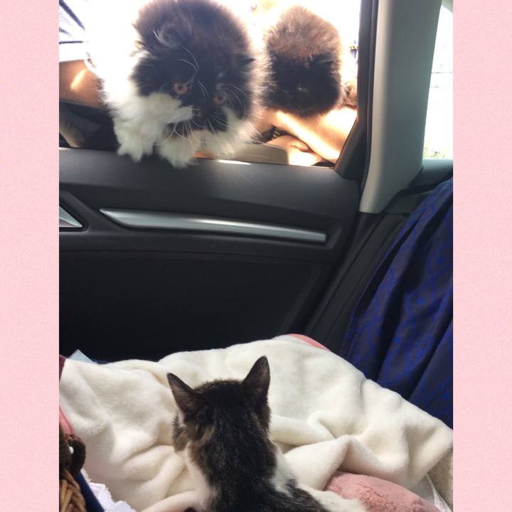 52e150a6 2064 43e8 8ab4 79c8c2ee9db0 1585916748904