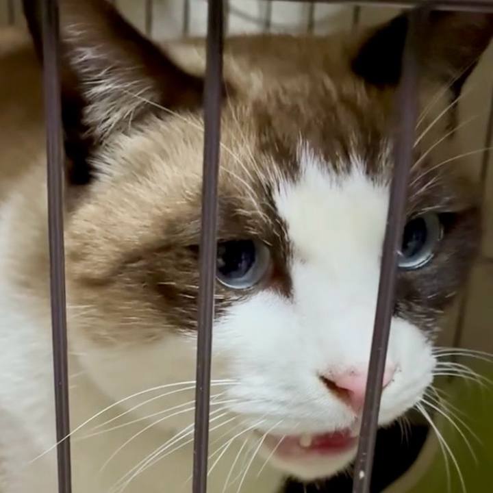 52e1afca 456e 46e4 9db3 f6a85c2725d7 1765705086740