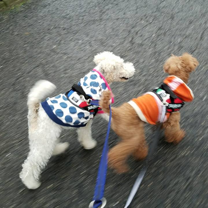 52e1d8db 2dec 413e 9d6f acbec8eefddb 1508541714036