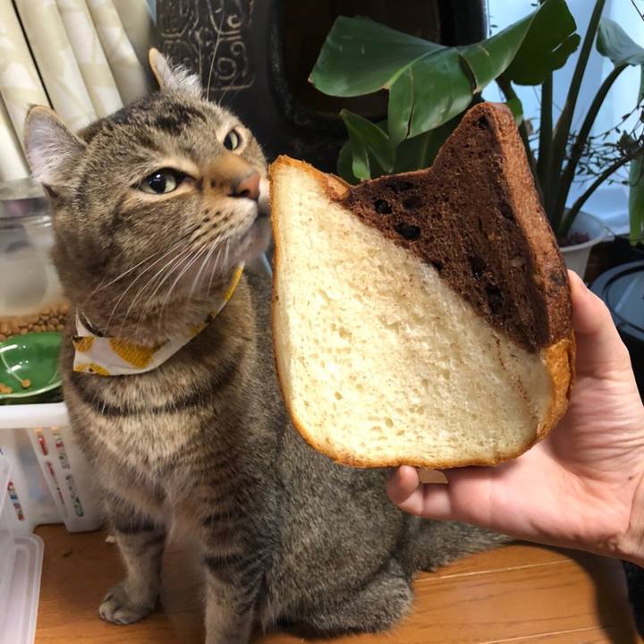 52e3584a 0d47 4eab 936a 5c6b2c7d0c9f 1583814208445