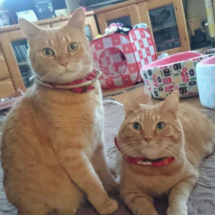 52e46f47 6f32 443c 8ed2 c53f73d70175 1514464450789