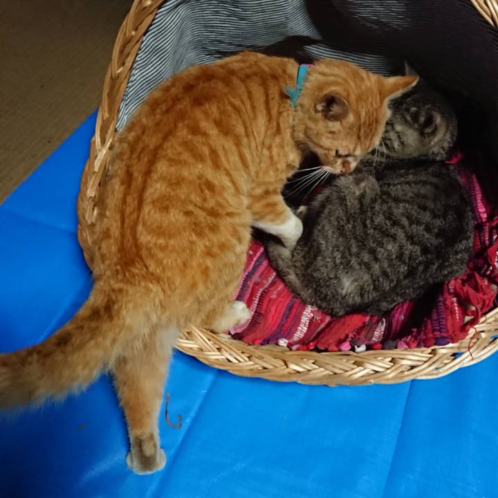 52e539fb 67a1 4a4d a59b f855fb5f6010 1558001331498