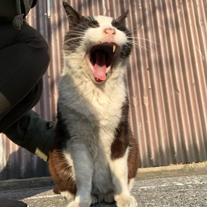 52e54111 8de4 41cc b476 93de95c4d249 1554080125971