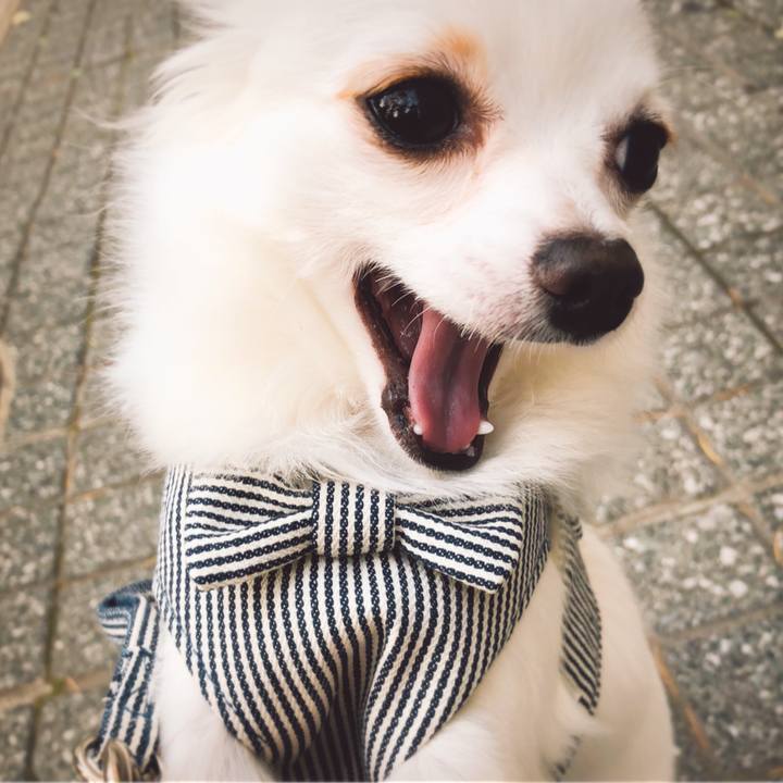 52e6c145 6280 4098 85d2 9b23ec8db832 1527416671303