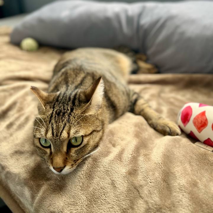 52e72ed1 f0ba 4041 b53b ed780608c2de 1764419174486