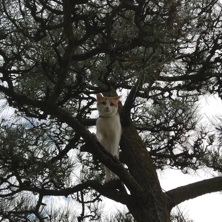 52e7b023 d3b9 43cb 8bd7 31863556bd21 1512879420839