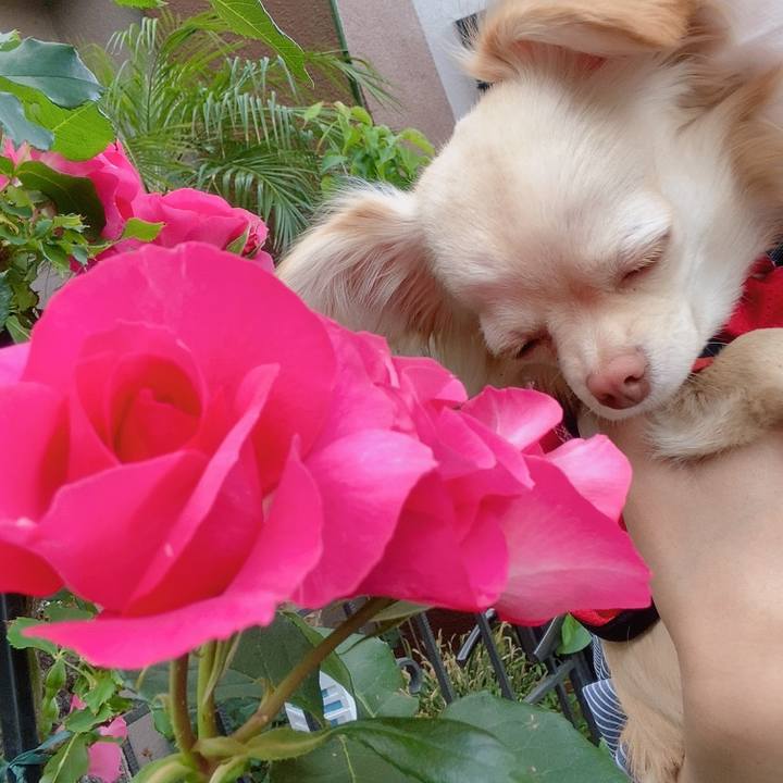 52e920e9 d553 4b85 a4ca a78cefbc3ded 1619597847444