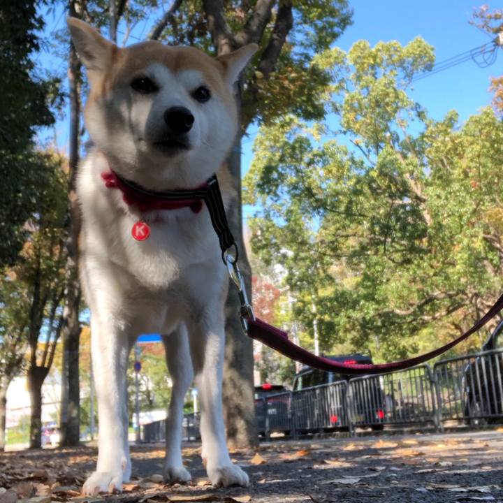 52ec16a6 e506 4054 b134 84bfbc7e8158 1541220834102