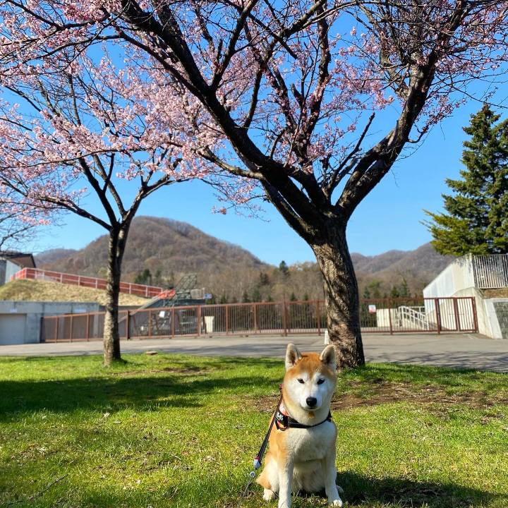 52f0c21f c92b 4636 a90e 3b7fc45f0ad5 1619486266165