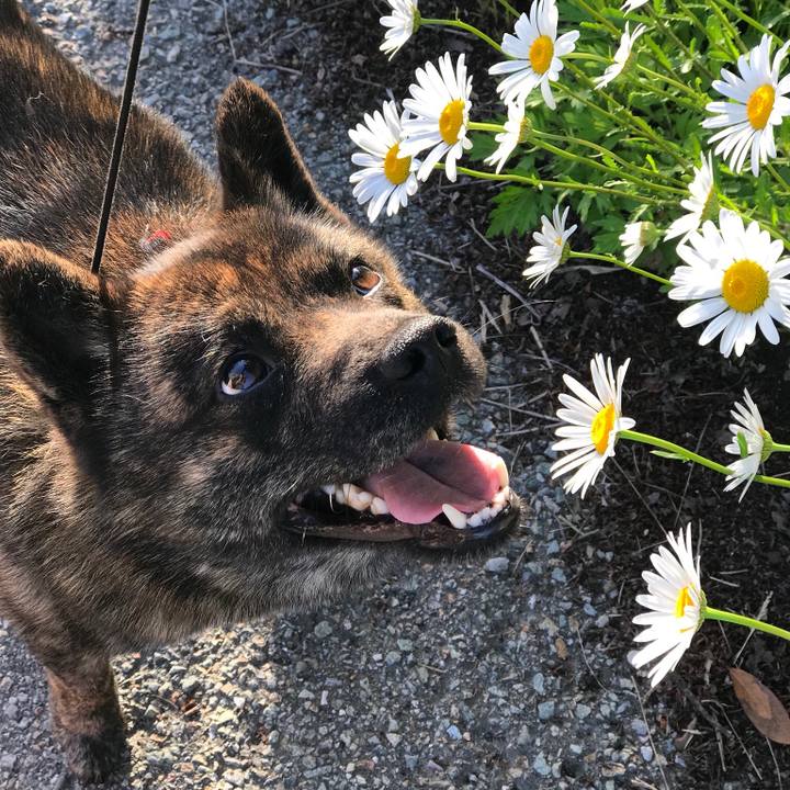 52f42a3f cb4c 4cea 8759 6f01e2830397 1527154233141