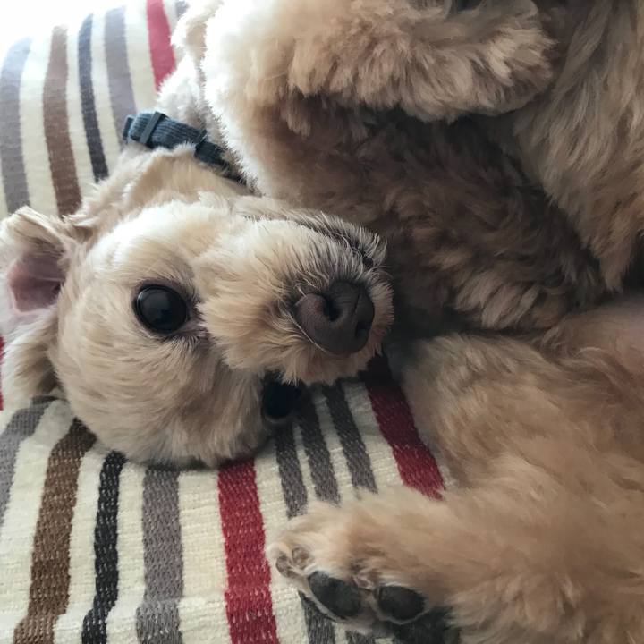 52f6e54b b005 4325 a2ec ab0e293f6466 1509072841161