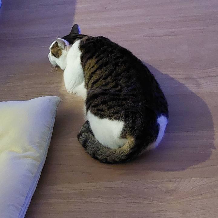 52f6f22e 90c9 4212 a528 ac59bfedda54 1737401462898