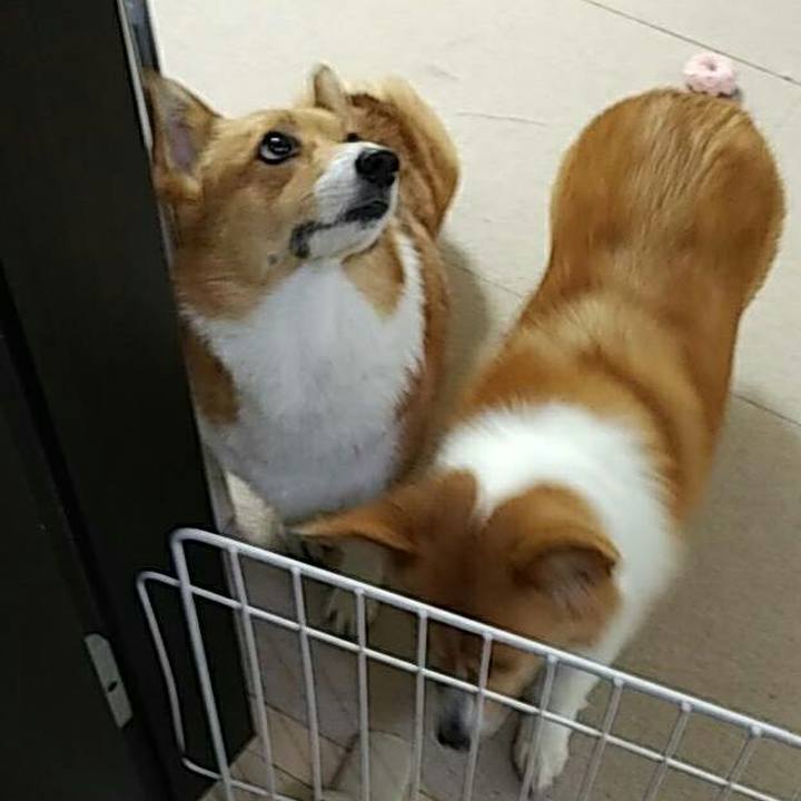 52f7cc9f 531e 4295 8e93 f6cb804174b7 1527129005590